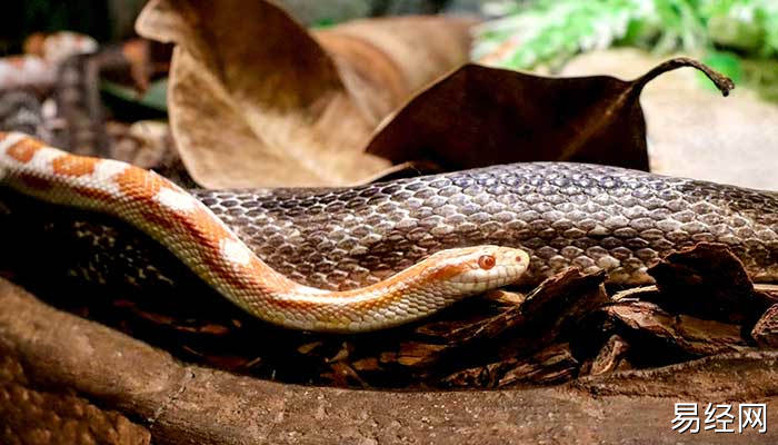 梦见妈妈被蛇咬了好不好 梦见妈妈被蛇咬了预示什么