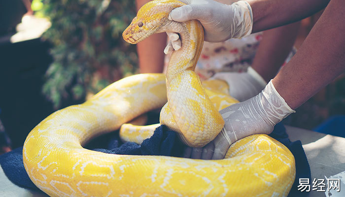 男人梦见被大蟒蛇咬有什么征兆 男人梦见被大蟒蛇咬好不好