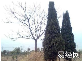好坟地风水_门前栽什么树风水好吗_坟地栽什么树风水好