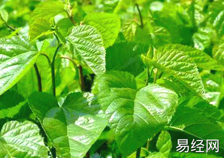 坟墓旁边种什么树比较好 第3张