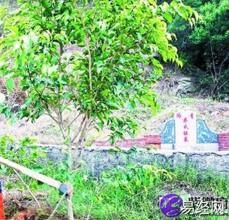 门前栽什么树风水好吗_坟地栽什么树风水好_好坟地风水