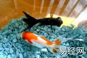 房屋外风水如何看大师教你看风水宝地口诀
