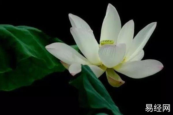 家中子孙富贵绵长，风水大师教你如何安葬才旺子孙