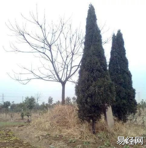 清明去上坟扫墓，墓地栽什么树风水好呢？
