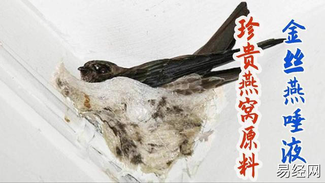 （李向东）中国古代燕窝柯的前世今生