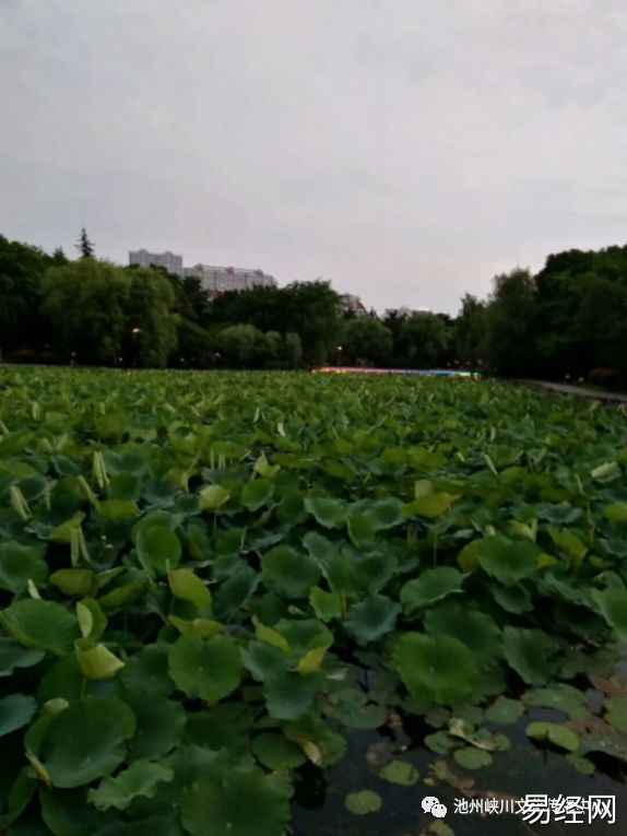 （李向东）中国古代燕窝柯的前世今生