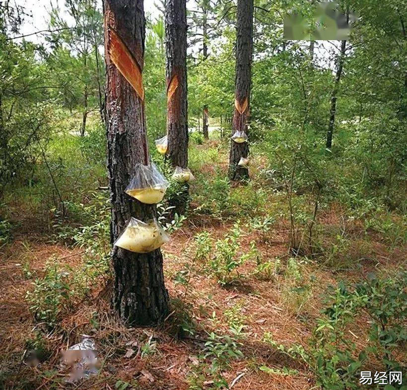 出人，屋场发家”是什么意思？