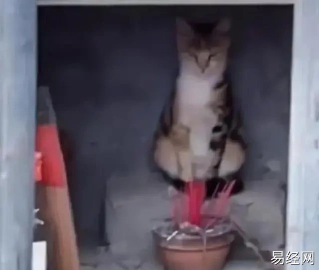 《黄貔：天降财神猫》：春节档必备喜剧