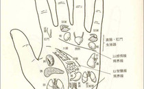 【手相】最新手掌各部位代表什么内脏【面相大全】