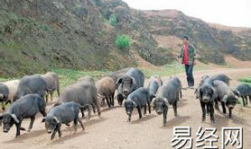 【解梦】梦见猪跑来跑去,2024周公解梦