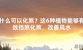 【2024最新风水】什么可以化煞？这6种植物能够有效挡煞化煞，改善风水【好运风水】