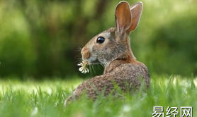 最新生肖,我属兔女儿属猪相合吗 第二胎生什么好 ,易经网推荐生肖