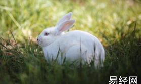 最新生肖,属兔的什么时候结婚最好 属兔结婚大利月 ,易经网推荐生肖