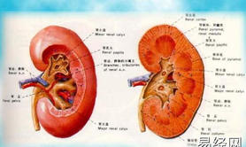 最新梦见肾脏是什么意思？周公解梦大全查询免费,易经网推荐解梦