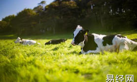 最新生肖,属牛男宜配偶的生肖 属牛男的婚姻观怎么样 ,易经网推荐生肖