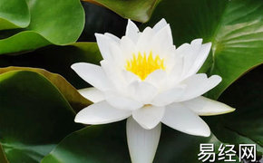 2024最新风水,【风水】莲花地是大富大贵的象征,风水知识