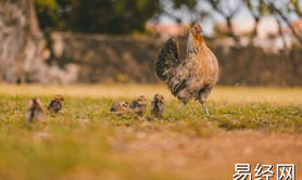 最新生肖,属鸡幸运数字是什么 幸运颜色又有哪些 ,易经网推荐生肖