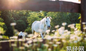 最新生肖,鈆指什么生肖 有关生肖马的谜语 ,易经网推荐生肖