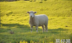 最新生肖,属羊供奉什么财神 财神方位在哪里 ,易经网推荐生肖