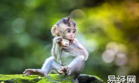 最新生肖,十二月的猴五行属什么 生肖猴五行喜忌 ,易经网推荐生肖