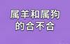 2024最新属相,属相牛和羊做夫妻好不好十二生肖(属相羊的夫妻不好吗),易经网推荐属相