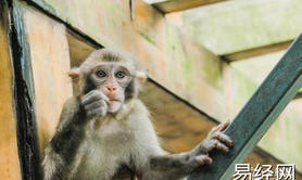 最新生肖,属猴人虎年戴什么化解 属猴虎年犯太岁如何化解 ,易经网推荐生肖