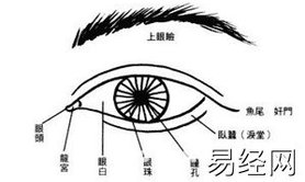 【面相眼睛】眼神、眼形、眼睛面相图解,易经网推荐面相