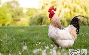 最新生肖,属鸡的女人 属鸡女为什么那么好 ,易经网推荐生肖