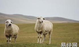 最新生肖,九月羊破月什么意思 属羊九月出生命好吗 ,易经网推荐生肖