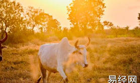 最新生肖,属牛的穿什么颜色旺财 属牛人性格分析 ,易经网推荐生肖