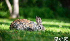 最新生肖,属狗为什么纠缠属兔的 二者适配度解析 ,易经网推荐生肖