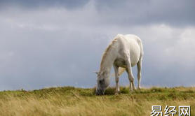 最新生肖,90年属马最佳结婚年龄 属马结婚要注意什么 ,易经网推荐生肖