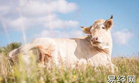 最新生肖,几月份的牛不用干活 属牛最命苦的时辰 ,易经网推荐生肖