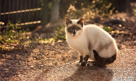 最新梦见猫死了是什么意思？周公解梦大全查询免费,易经网推荐解梦