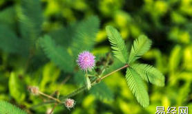 【属狗】生肖属狗的幸运植物 属狗的幸运花植物是什么,易经网推荐生肖属狗